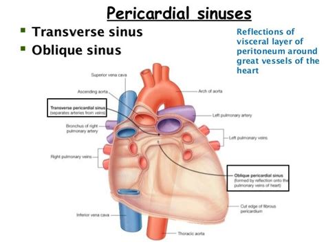 1 pericardium | Cardiac anatomy, Anatomy, Heart anatomy