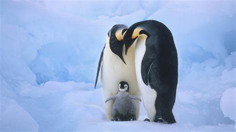 Stunning HD Wallpaper of Adorable Penguins in their Icy Habitat