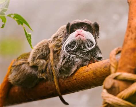 Emperor Tamarin - Facts, Diet, Habitat & Pictures on Animalia.bio