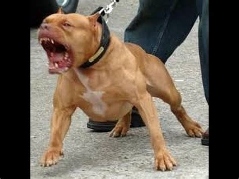 Angry Pitbulls Attacks