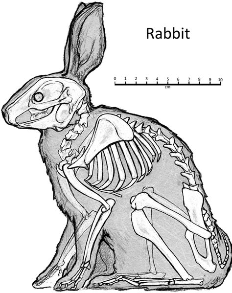 Name the Fossil Game | Animal skeletons, Skeleton drawings, Animal drawings