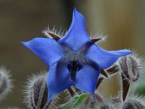 Borage Flower