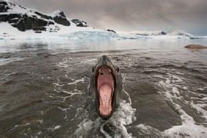 Leopard seal hunting for food – in pictures | Environment | The Guardian