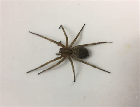 Hobo Spider Identification