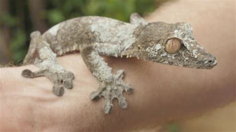 5 Gecko’s Feet Stock Video Footage - 4K and HD Video Clips | Shutterstock