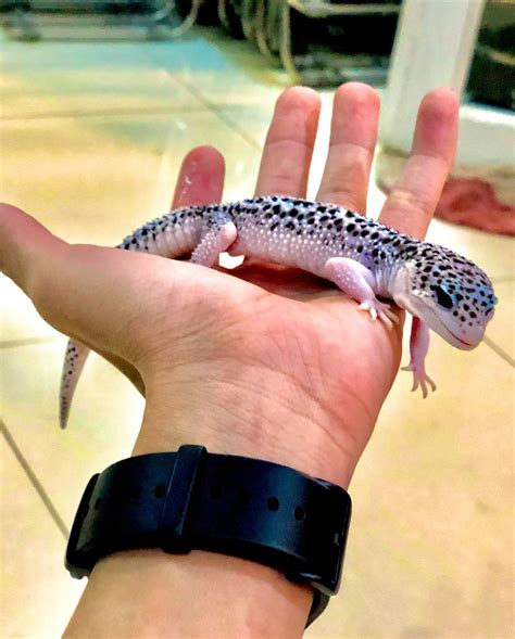 Little leopard gecko on hand | Gecko, Leopard gecko, Leopard