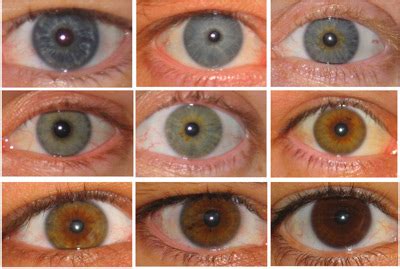 Common Eye Color In America | lykos.co