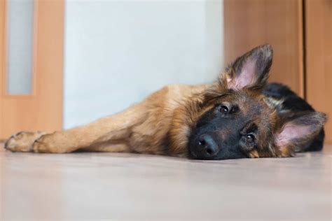 11 German Shepherd Hip Dysplasia Symptoms To Look Out For