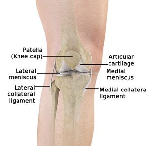 Normal Anatomy of the Knee Joint Middletown | Knee Treatment Old Saybrook