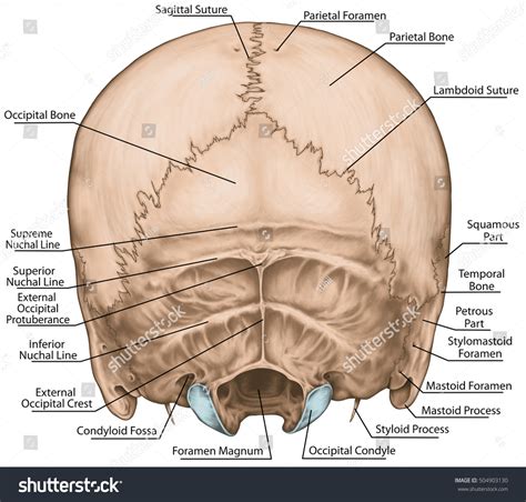 Anatomy Of Occipital Bone