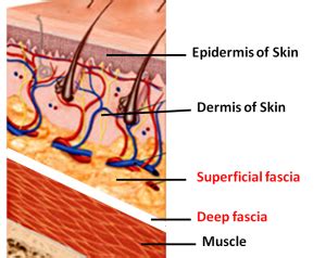 Fascia – Superficial and Deep – Anatomy QA