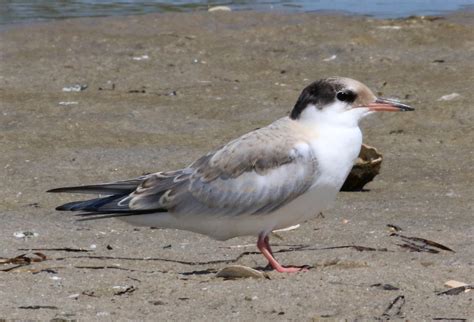 Tern identification: Common and Forster’s Terns » BirdQuiz.net