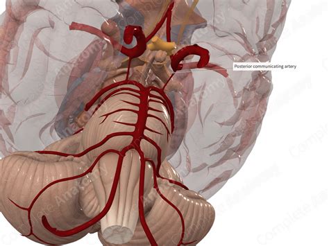 Posterior Communicating Artery | Complete Anatomy