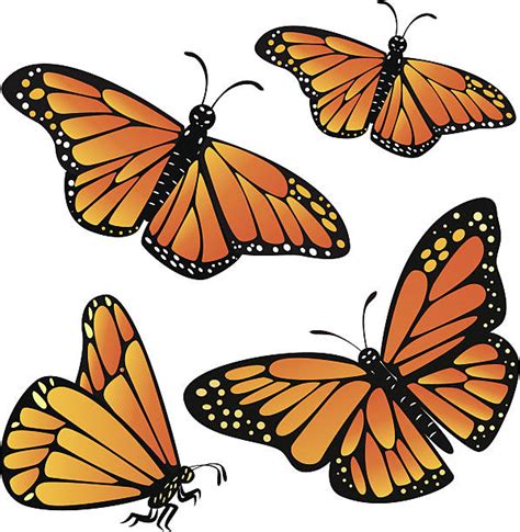 Royalty Free Monarch Butterfly Clip Art, Vector Images & Illustrations - iStock