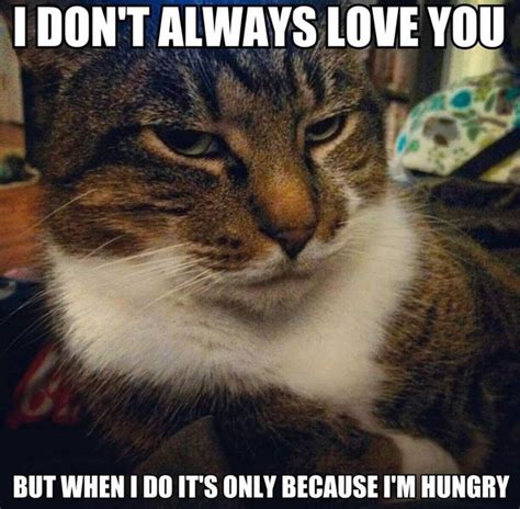 I’m Hungry | Cat memes, Cats, Cats and kittens