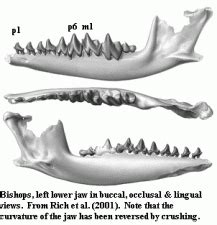 Monotremes | Encyclopedia.com