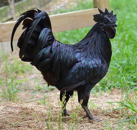 The Ayam Cemani Chicken Breed | Bored Panda