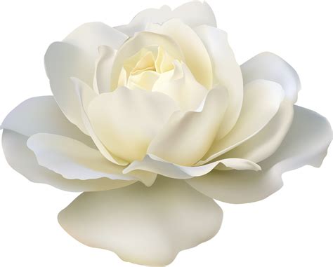 Free White Rose Transparent Background, Download Free White Rose Transparent Background png ...