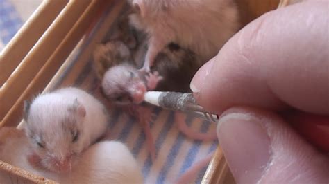 Feeding the Baby Mice - YouTube