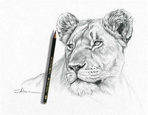 Portrait d'une Lionne en dessin - Stéphane Alsac,peintre des animaux