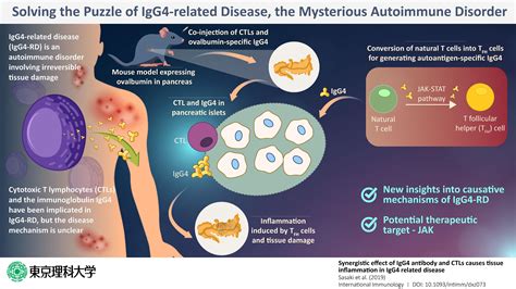 Solving the puzzle of IgG4-related disease, the elusive autoimmune | Immunopaedia