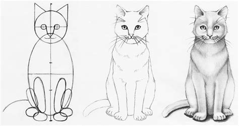 How to Draw a Realistic Cat Step-by-step - Udemy Blog