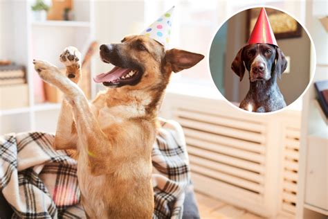 Dog Refusing To Take Off Her Birthday Party Hat Delights Viewers