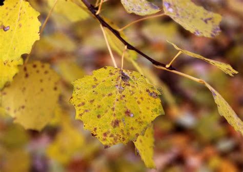 Aspen Leaves Close - Up View, Aspen Branch with Leaves Stock Photo ...