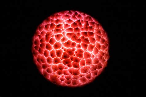 La Terre magmatique | Une lampe de poche dans une peau de li… | By: didier.bier | Flickr - Photo ...