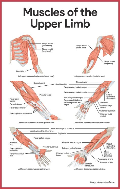 Muscular System Anatomy and Physiology | Arm anatomy, Muscular system ...