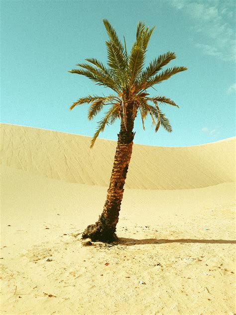 Green Palm Tree on Brown Sand · Free Stock Photo