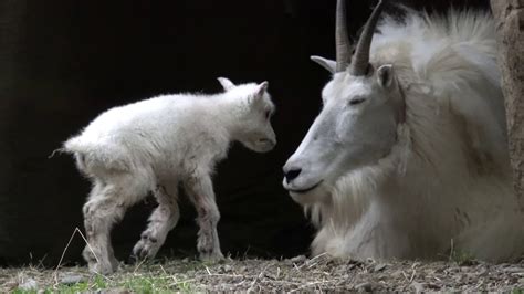 8-hour-old baby mountain goat - YouTube