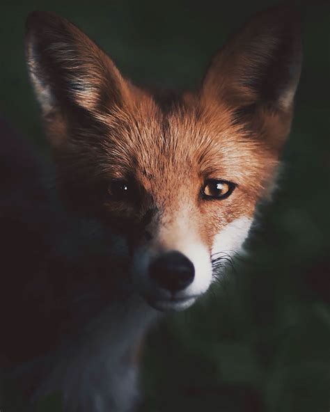 Photographer Captures The Soul Of The Forest With His Unbelievably Intimate Animal Shots | Bored ...