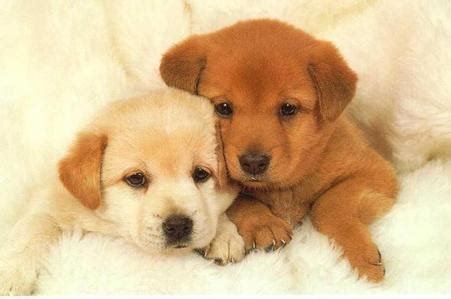 Puppys VS. Kittens: which is more cute?! - Random Answers - Fanpop