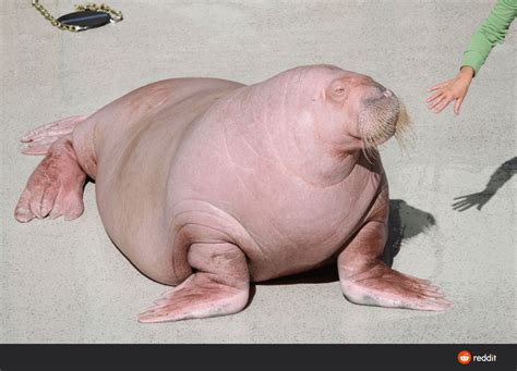 PsBattle: this albino walrus : r/photoshopbattles