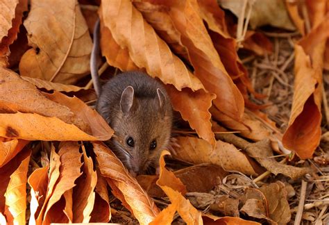 Why Deer Mice Are So Dangerous - Gecko Green