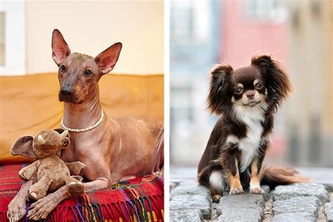 Mexican Dog Breeds: Xoloitzcuintli and Chihuahua