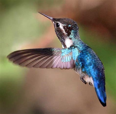 Bee hummingbird - Wikiwand