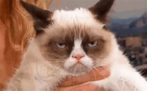 Grumpy Catty Cat GIF - Grumpy Catty Cat - Discover & Share GIFs