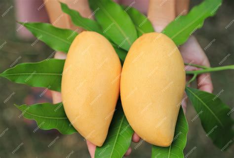 Premium Photo | Ripe yellow mangoes for juicy eating at home