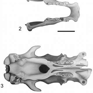 Glossotherium robustum skull (1) and mandible (2) in occlusal view.... | Download Scientific Diagram