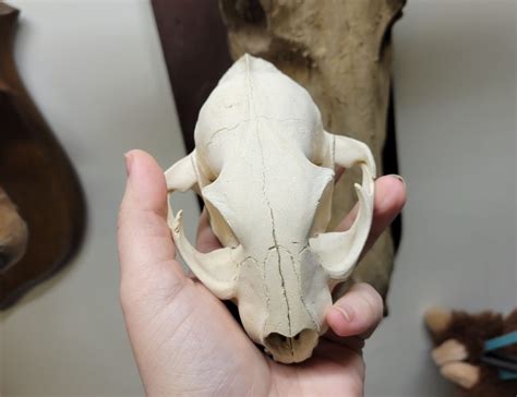 Caracal Skull #00011 - Craniates Curiosites: Oddity Sales and Restoration