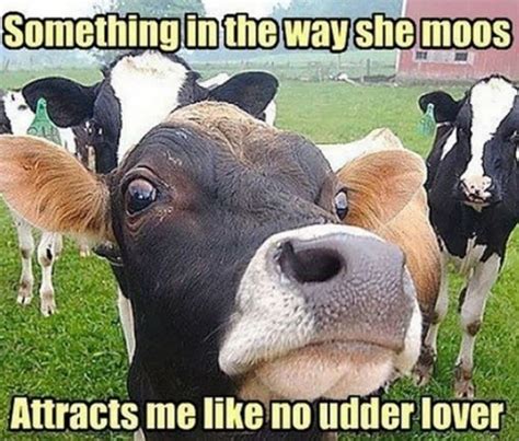 Amoosing Cow Memes And Tweets | Animales