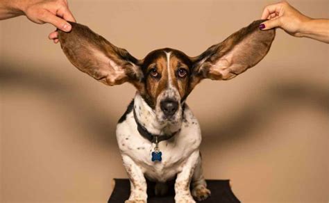 What Every Dog Owner Should Know About Ear Infections in Dogs - Canine Campus Dog Daycare & Boarding