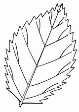 Leaf Coloring Pages Free Sketch Page sketch template
