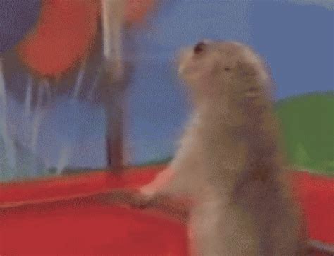 Gerbil GIFs - Get the best gif on GIFER