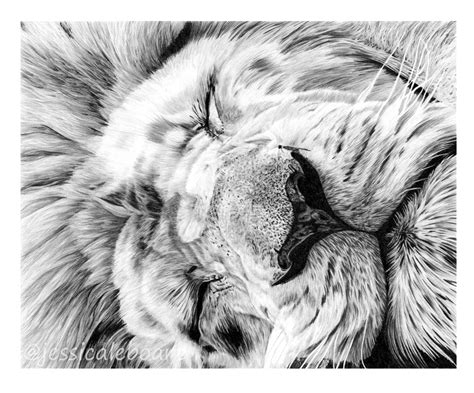 Graphite Drawings – Jessica Lebo Art