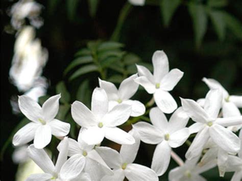 Spreebird wildlife: Jasmine (common) The National flower of Pakistan