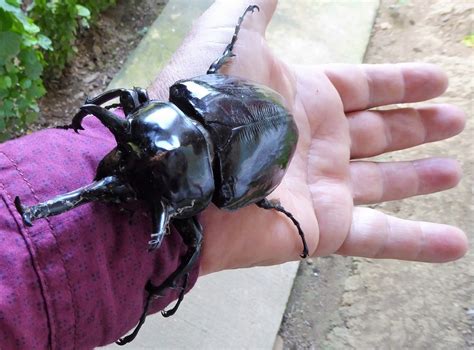 Hercules beetle: Meet the hug bug in the Colombian Amazon