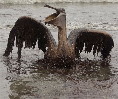 BP oil spill: 'Worst environmental disaster' or insane experiment with arguably negligible ...
